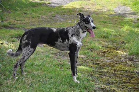 greyhound mixed with catahoula.